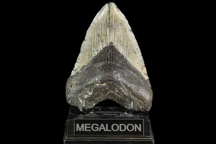 Large, Fossil Megalodon Tooth - North Carolina #108942